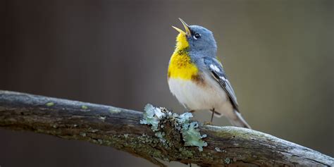 A bird's.